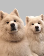 Headshot of Tiki & Goose